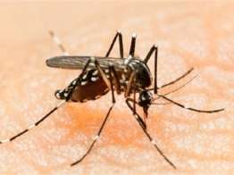 Zika Virüsünden korkmalı mıyız?