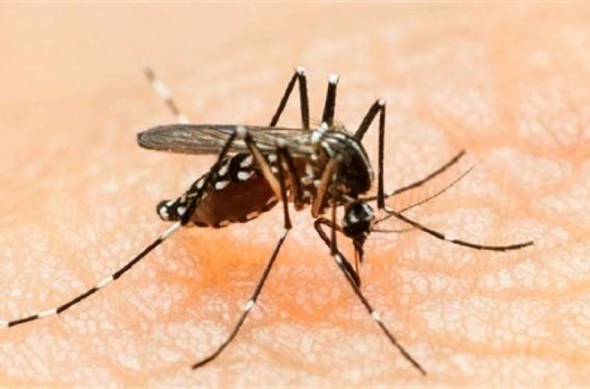 Zika Virüsünden korkmalı mıyız?