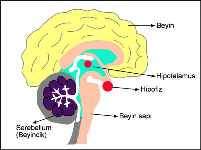 Hipofiz bezi rahatsızlıklarına dikkat